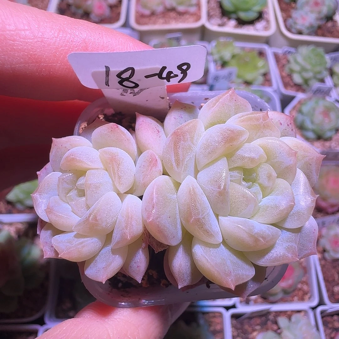 18-49福利无尽灯双头