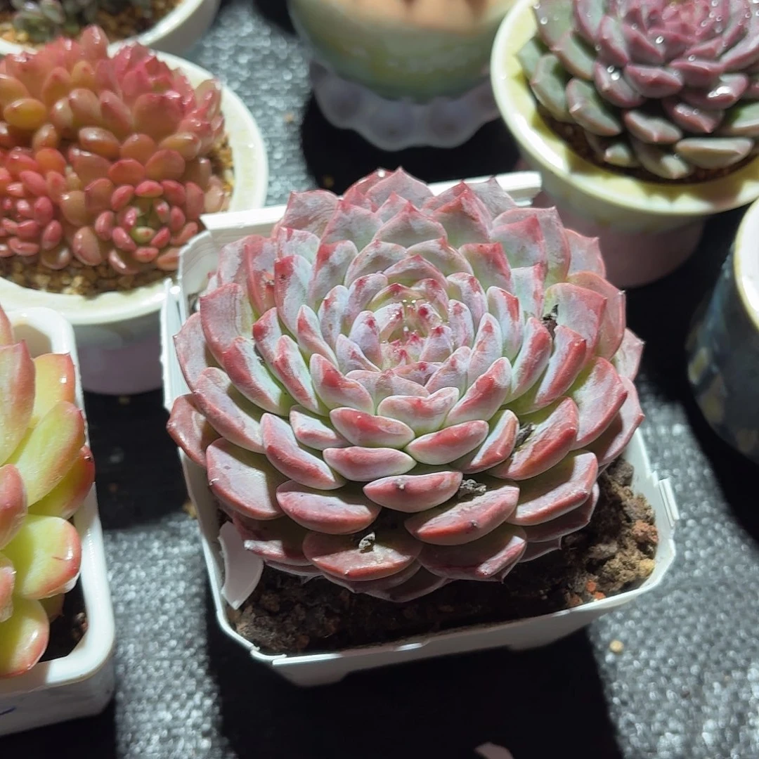 冰魄多肉12㎝盆单头