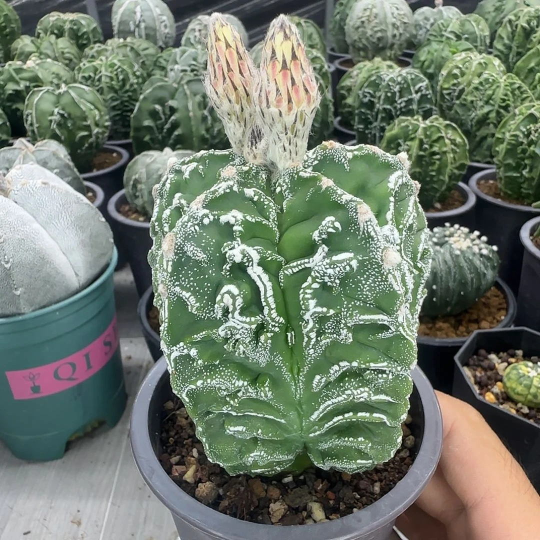 核桃鸾凤玉实生根016