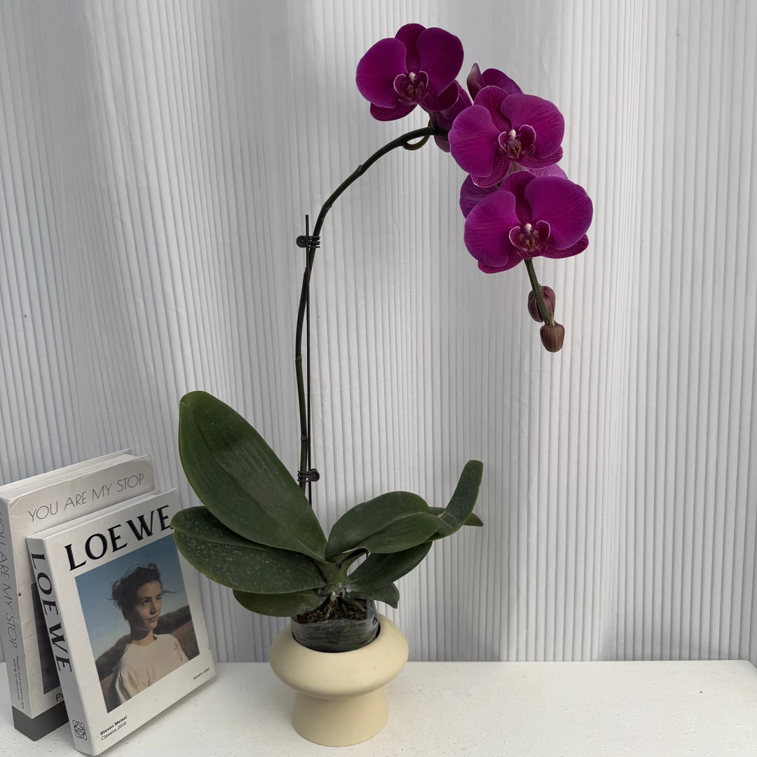 蝴蝶兰《大辣椒》年度爆款花美观花色娇艳耐养室内花1-1