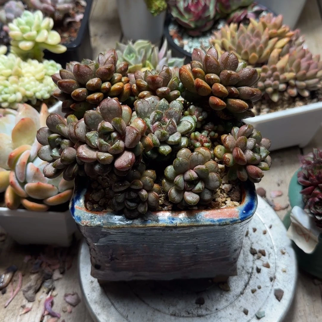 精控葡萄多肉植物ru ci bi