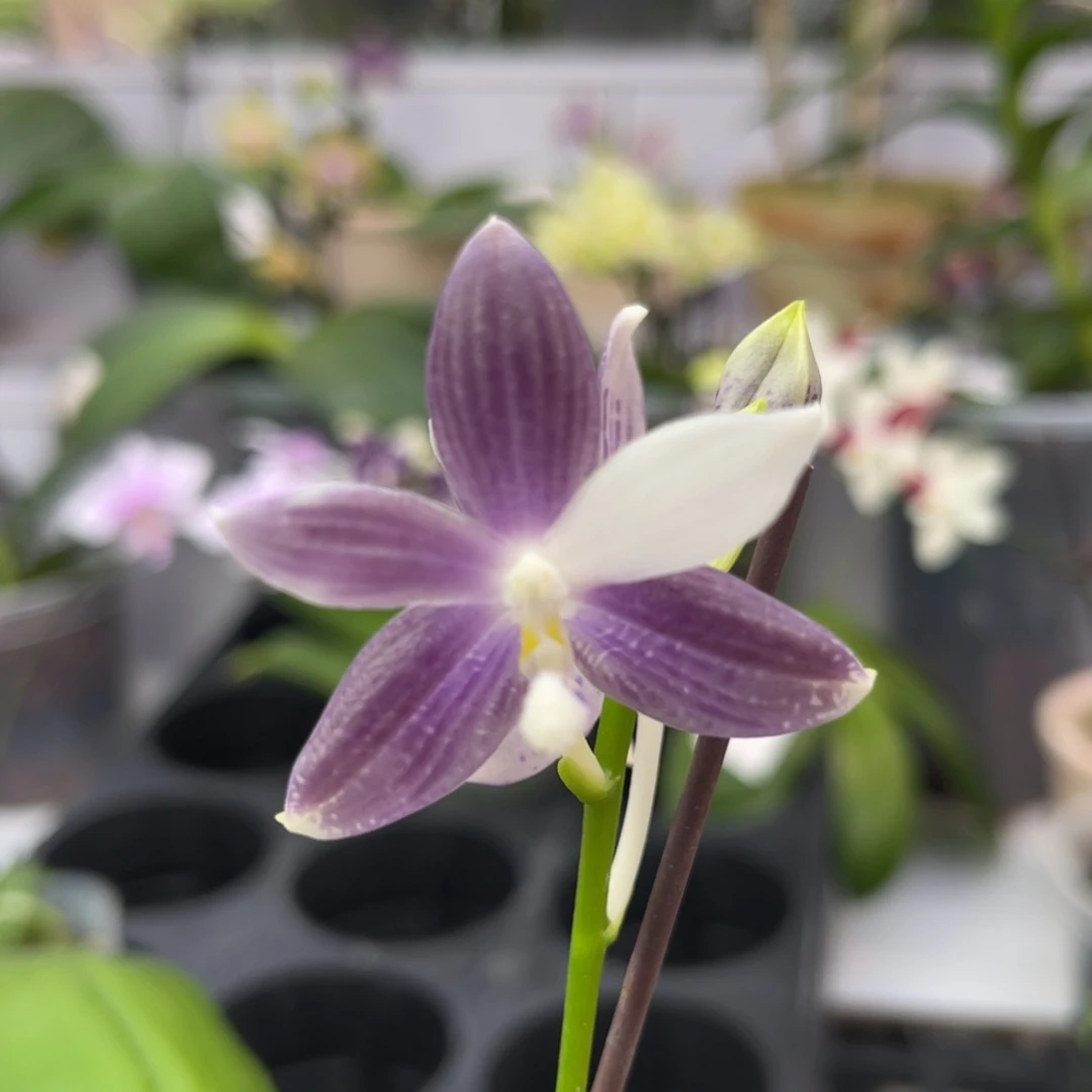 完全开放583 2.8寸带高芽盾花紫梦 一物一拍