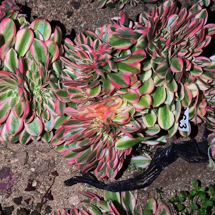 363妖月多肉植物处理不售后缀化