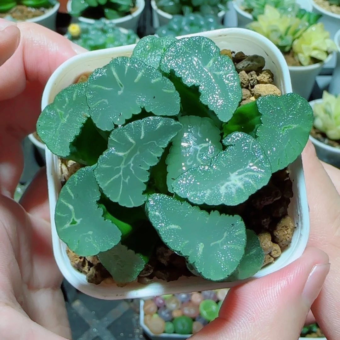 凤凰万象多肉植物