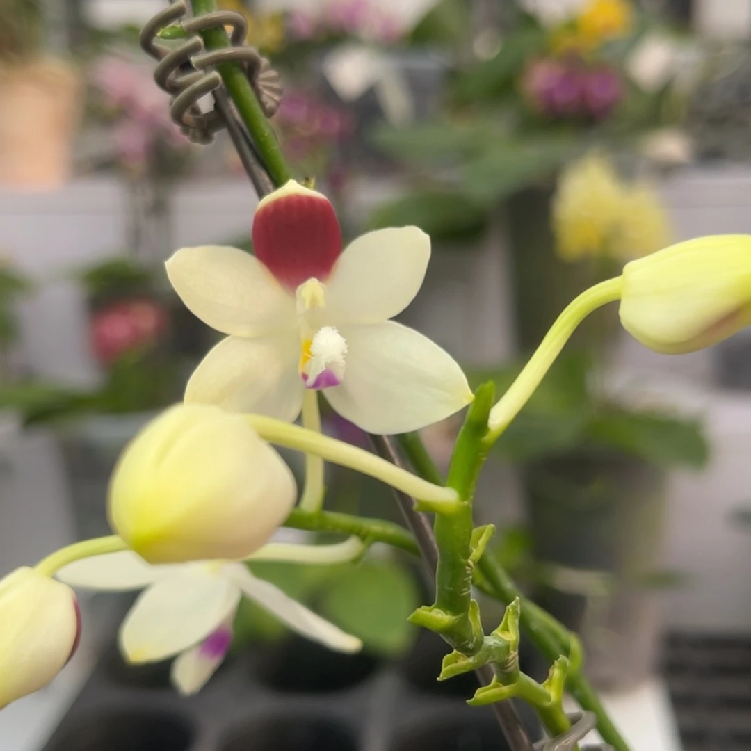 完全开放1736 4寸三梗盾花C2 福利 一物一拍