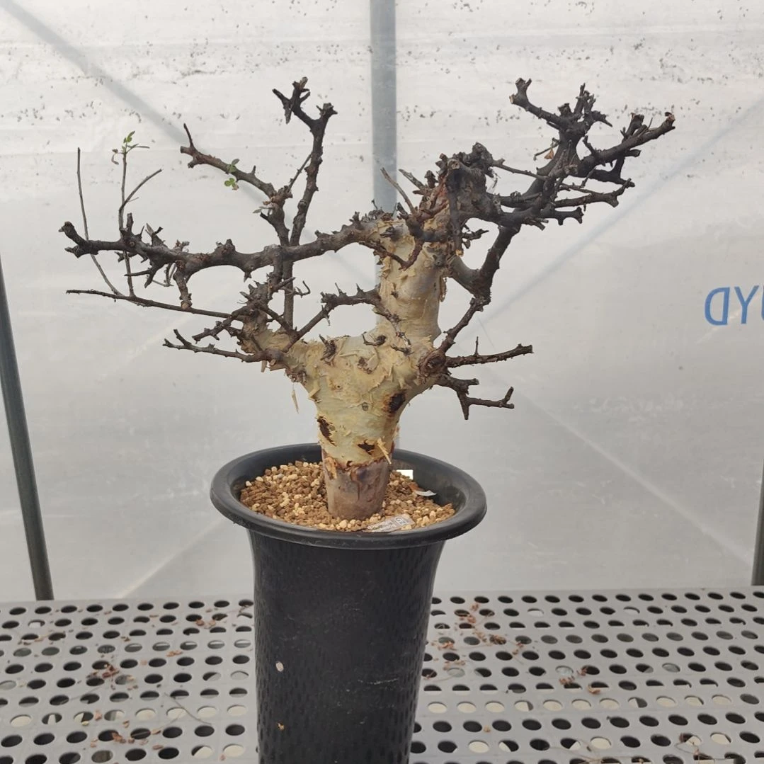 马萨比特熟桩可寄养