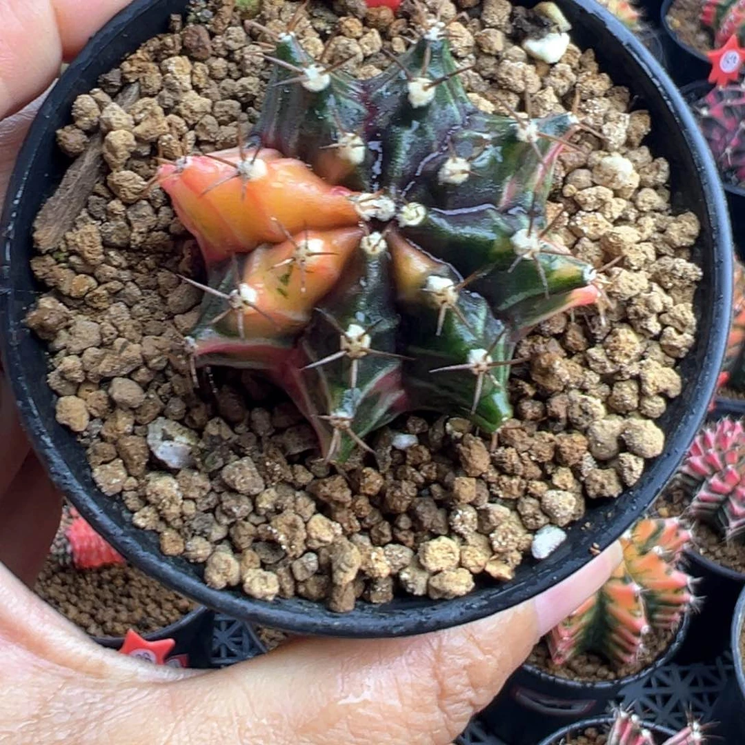 1-167米哈仙人球锦带盆土4.6厘米