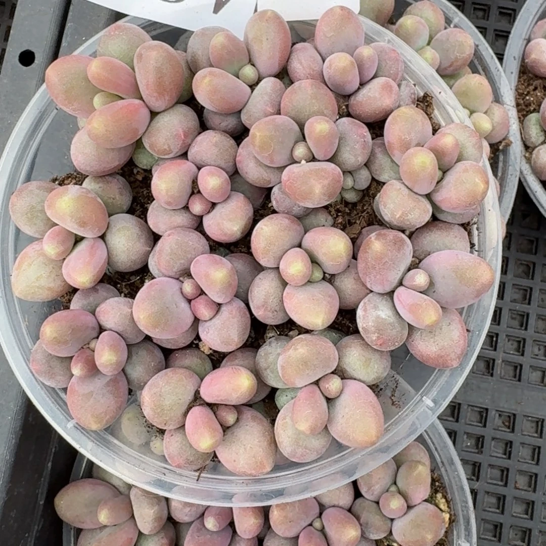 多肉植物多肉植物42量拍咖啡奶