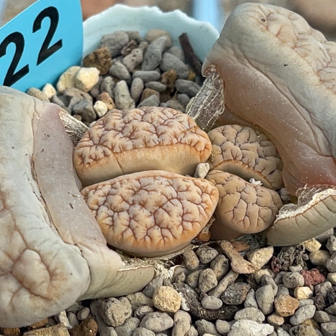 8622双头睫毛凹凸铁189一颗