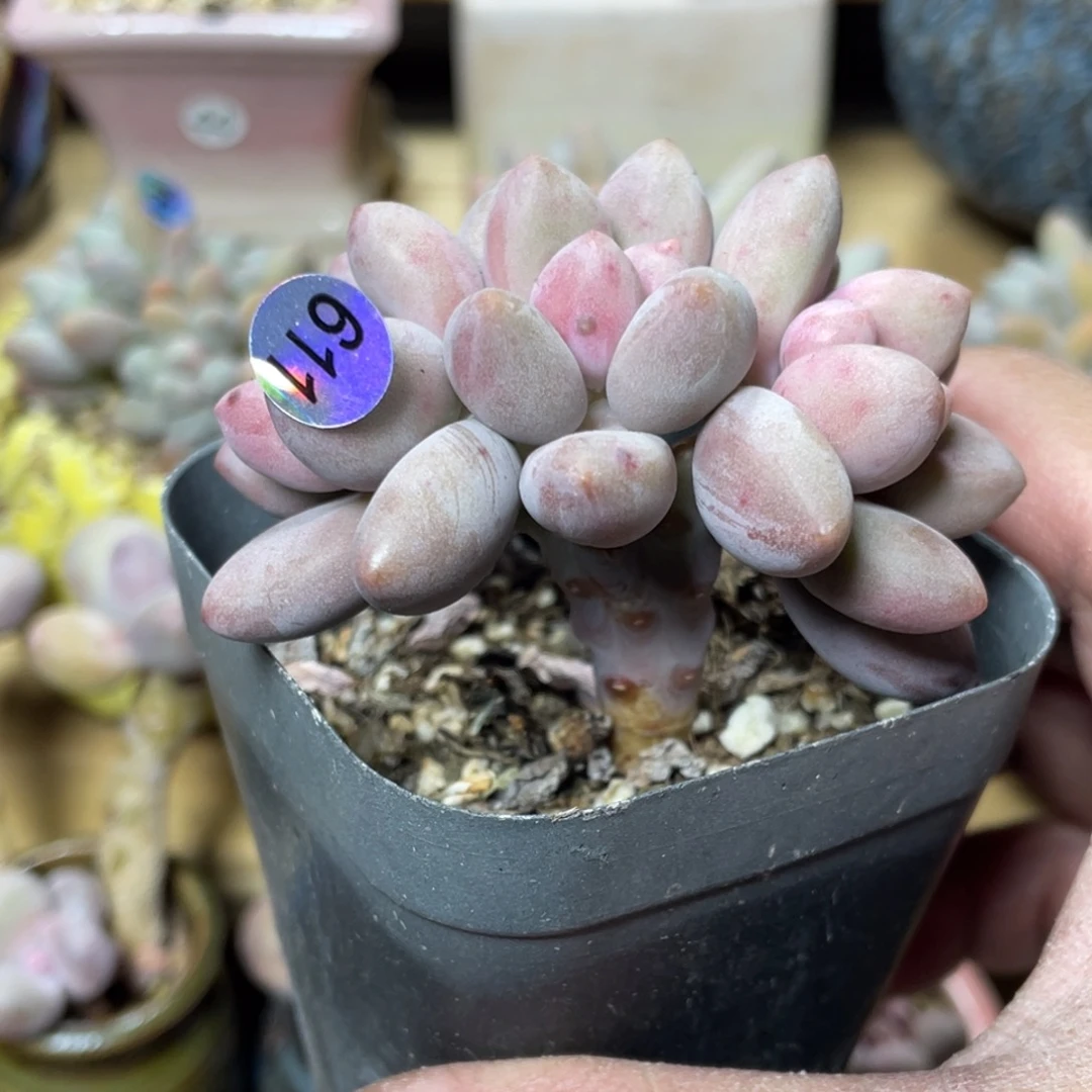 贵妃奶酪多肉植物