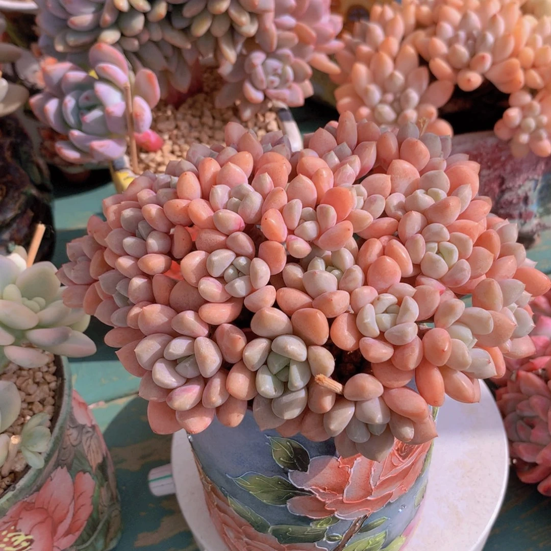 花瓣路无砍自然群老桩