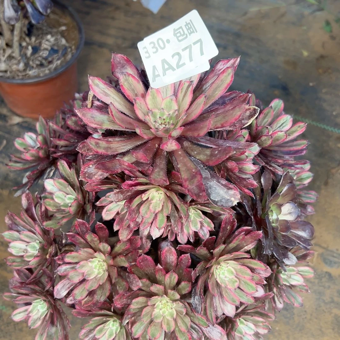 277 紫霞多肉法师不包侧枝