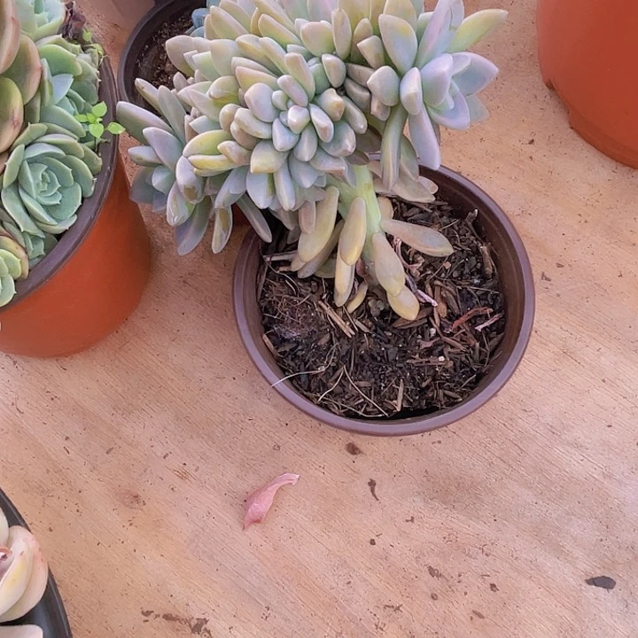 小**?000000000000000184