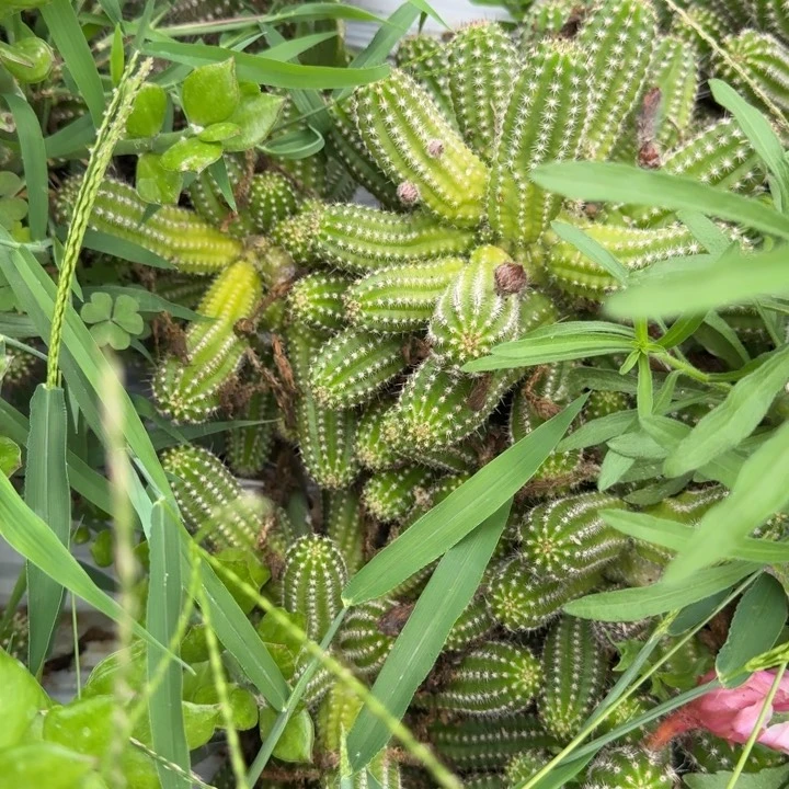 棒*糖白檀仙人掌244群生505