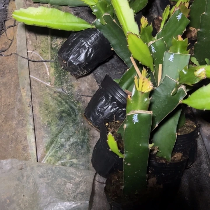 桑吉塔嫁接小破苗一颗13.8