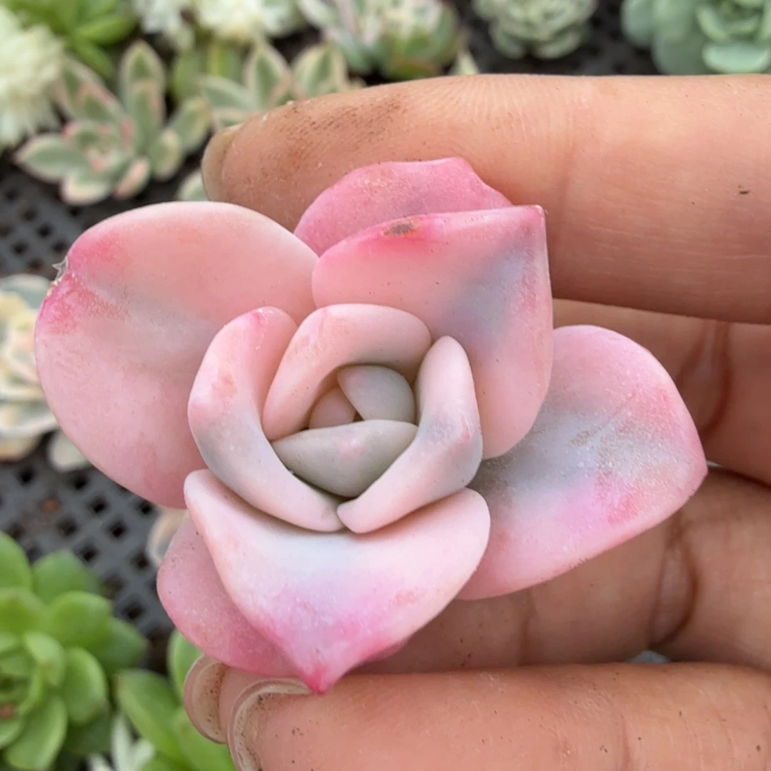 奶茶锦腹轮锦无根一颗