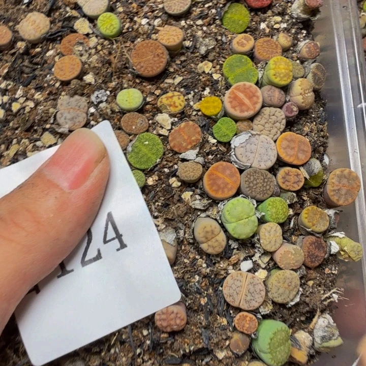 奶***甜多肉植物的生长发育124