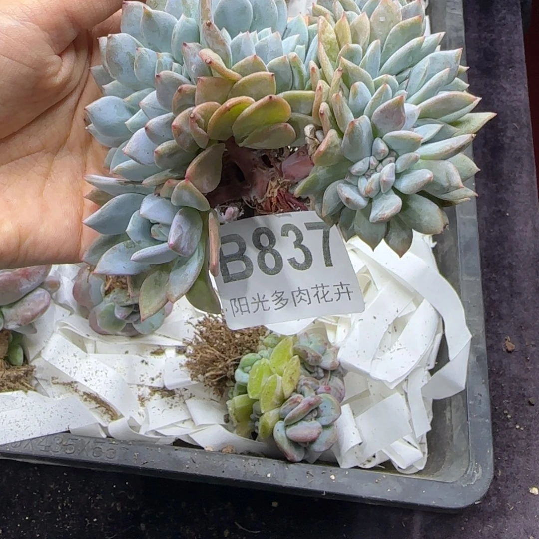 星影缀化一物一拍B837