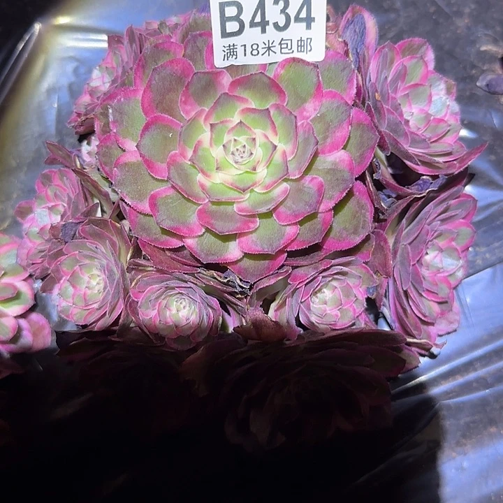 多肉法师淘宝福利