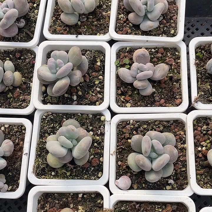 油煎随机发满18包邮