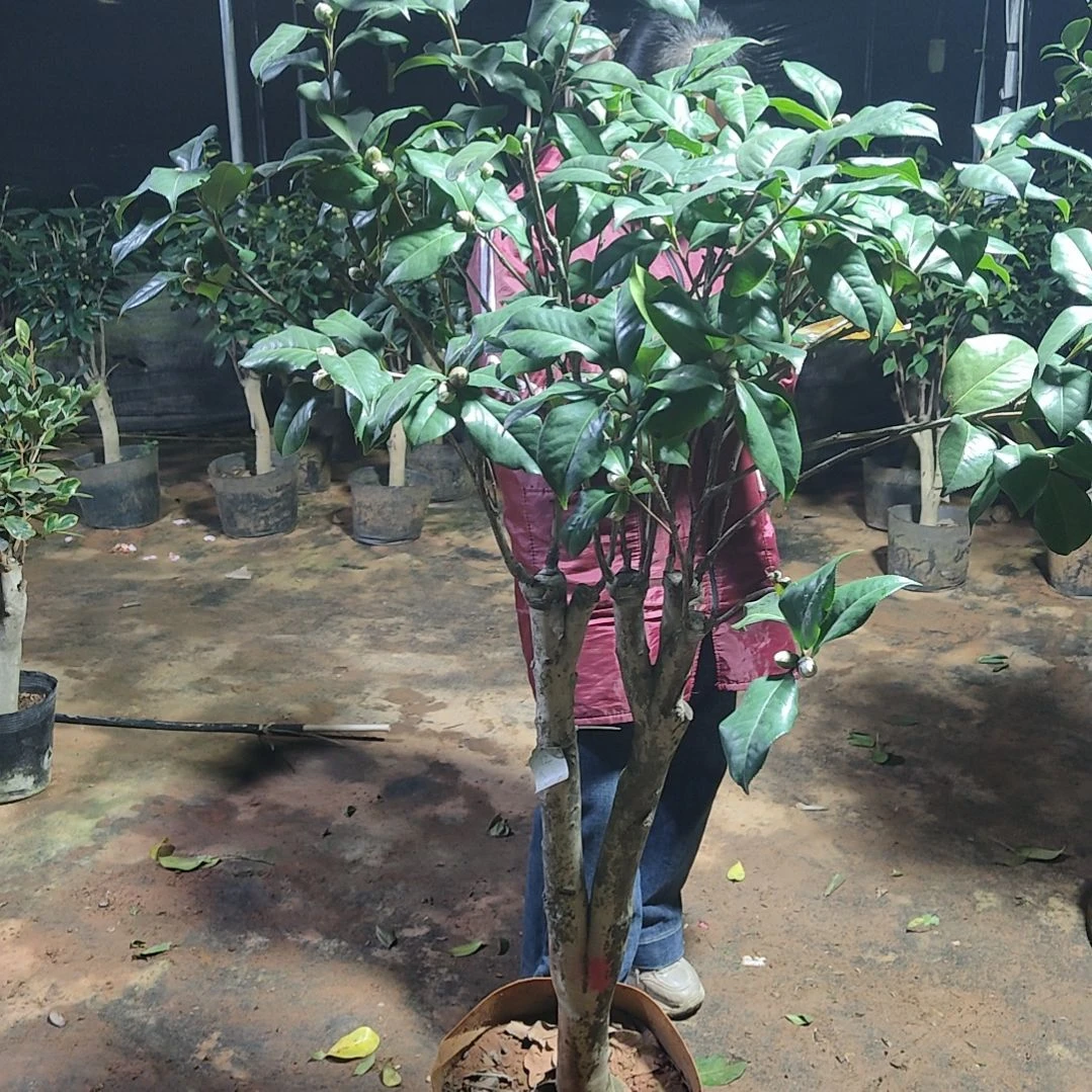 全部花苞福*拉力皮特不包邮