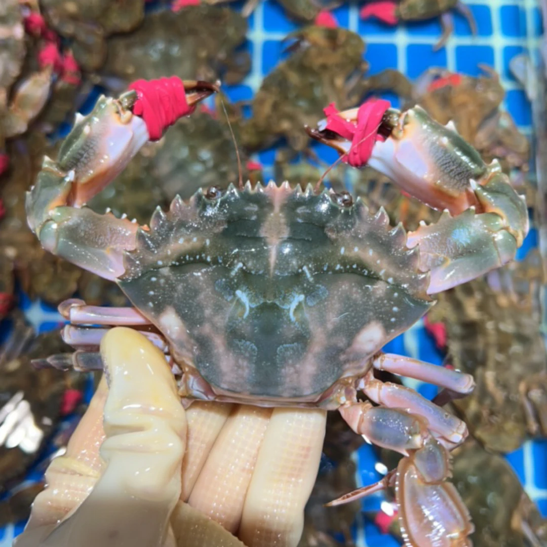东港海捕大花盖蟹2两以上一只【保鲜不保活】个别掉腿儿顺丰送货到家海鲜