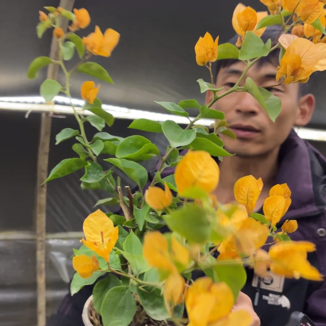 完全开放（金探戈）三角梅会落花落叶苗有大有小