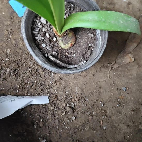 完全开放紫金2.5+