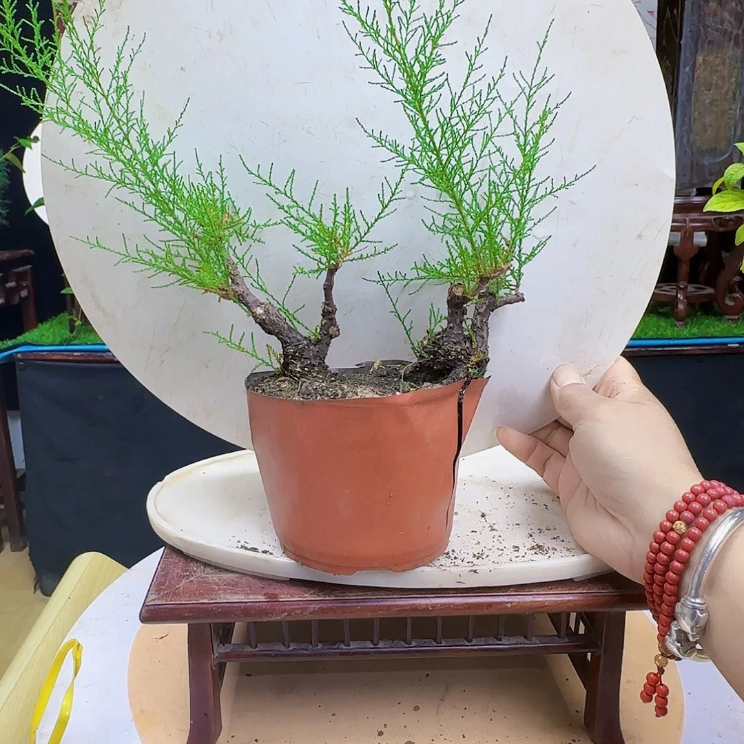 一***叶无花朵棠梨发干活货架家