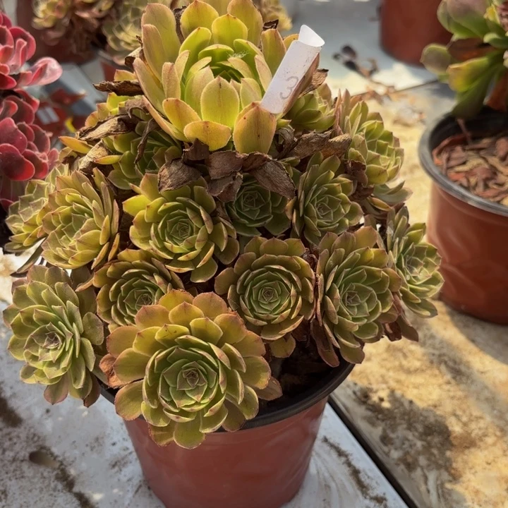 半夏多肉处理不包断头3612