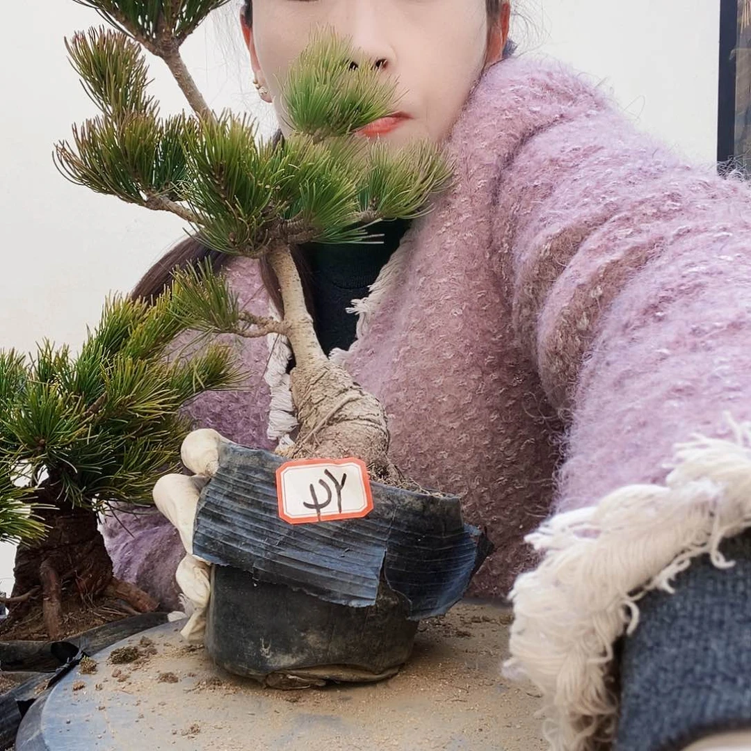 植物形态多年生草本