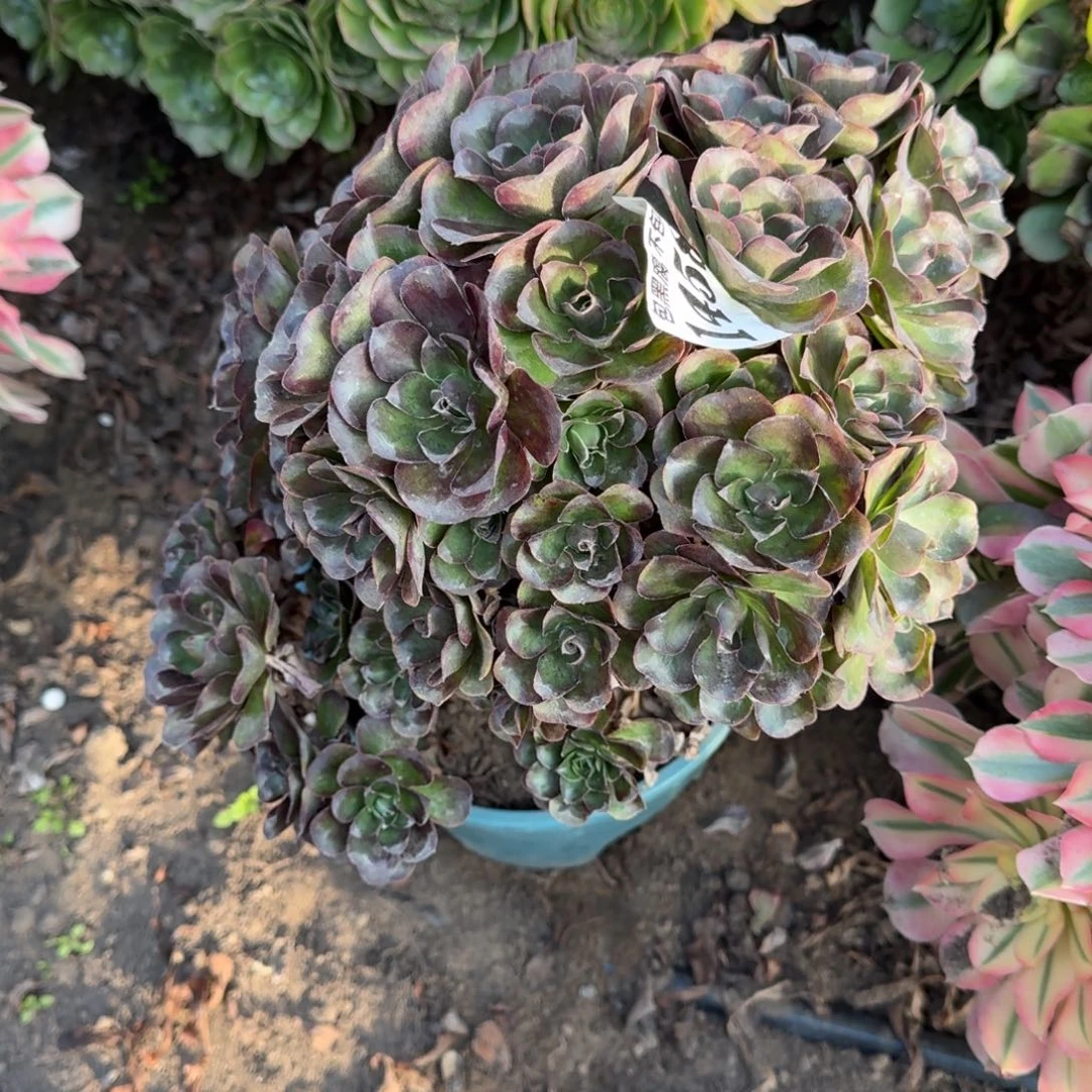 法师魅金玫瑰瑕疵1458 18-7