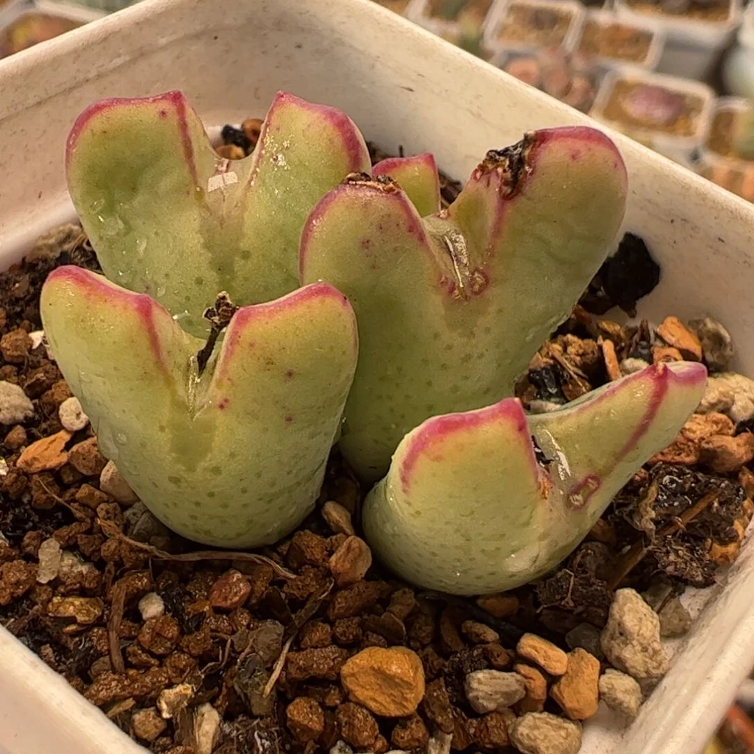 215多肉植物组合