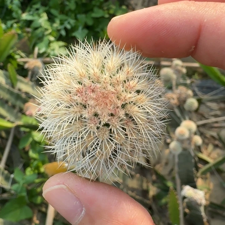 201史蒂夫切口大歪3公分左右无根侧牙