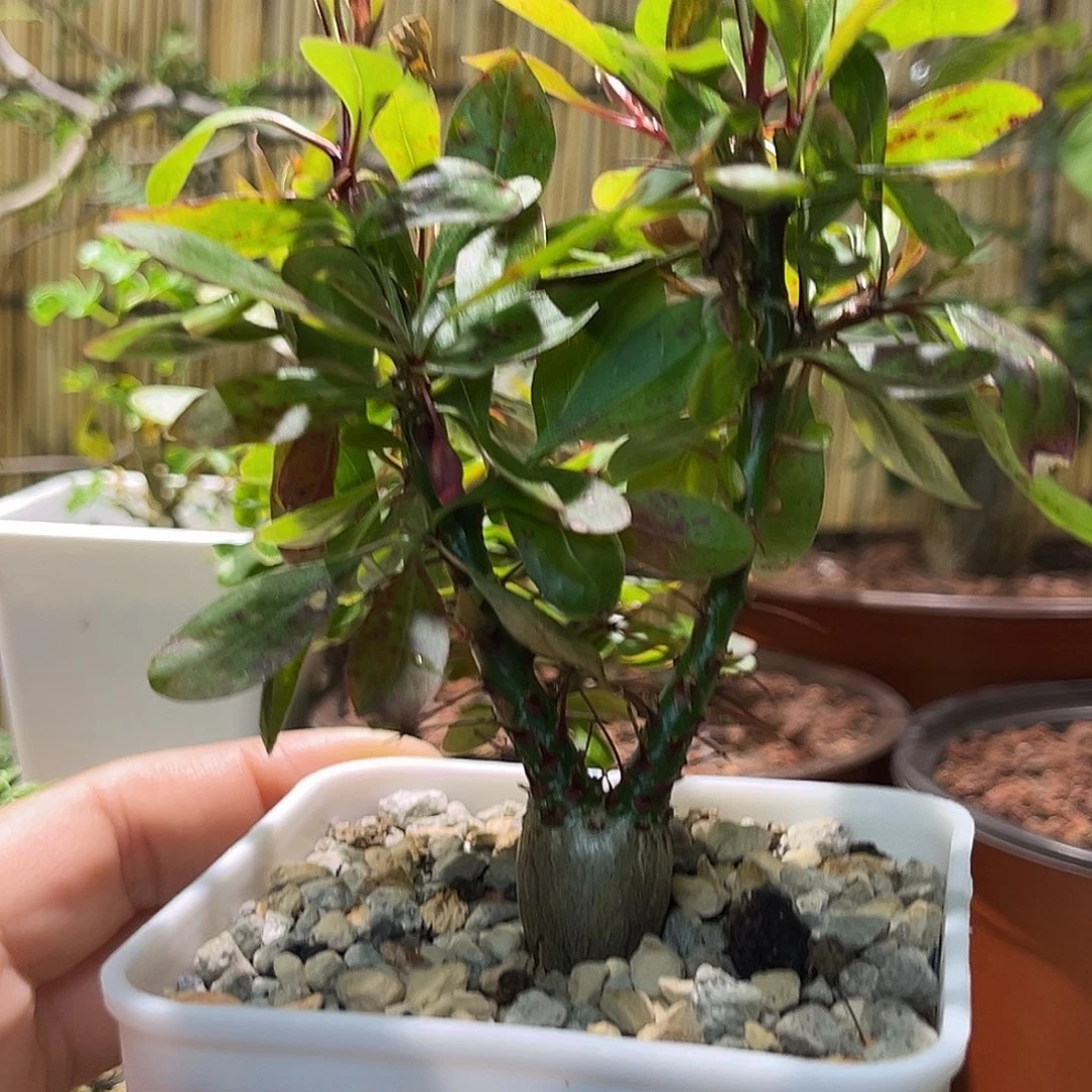 多肉植物簇生富贵花
