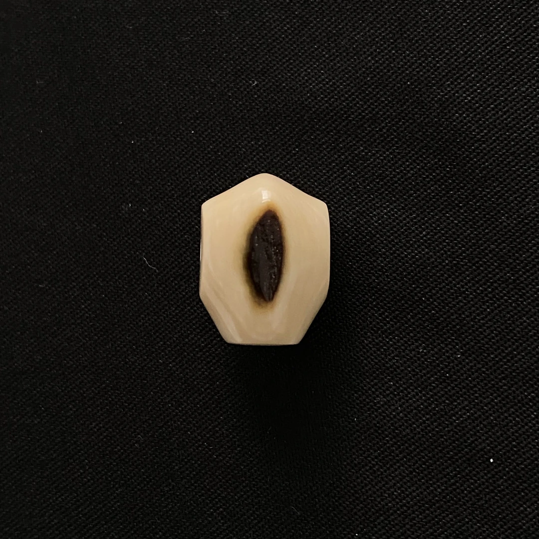 PA152 虎眼鲨鱼背三通 只做天然猛犸牙