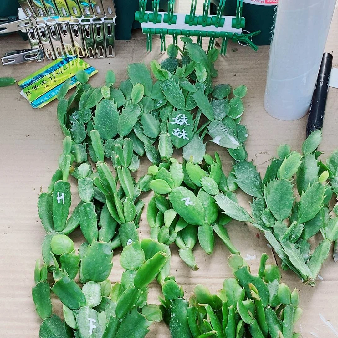 我***5无花朵叶片福利一物一拍