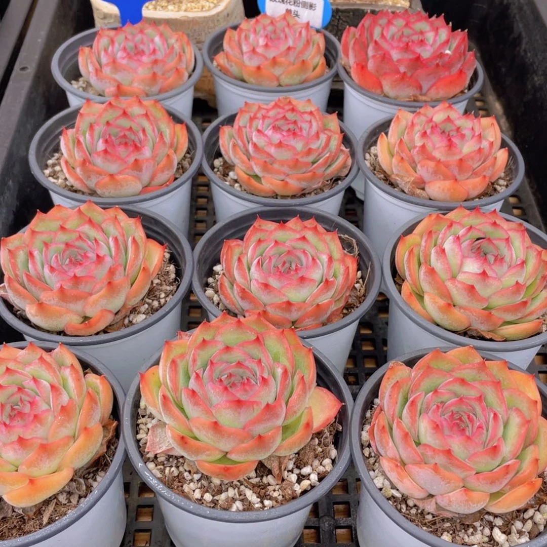 量拍39号 玫瑰花粉侧影单头一个
