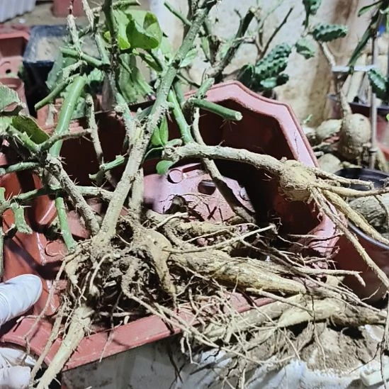 一***伴月之桂小瓜苗一组6颗