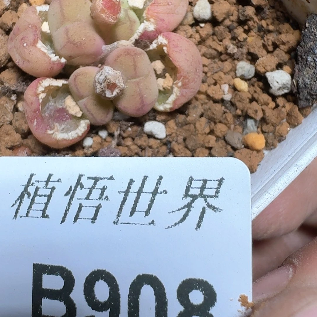 冰*檬908盒多肉植物哇f g