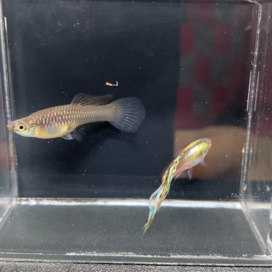 孔雀鱼多彩琴尾一对