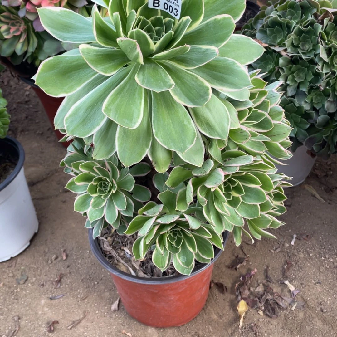 003绿玫瑰多肉法师断枝不包