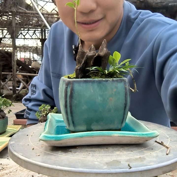上***✔小盆景小植物一物一拍144