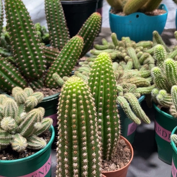 紫罗兰自根金妞一杯