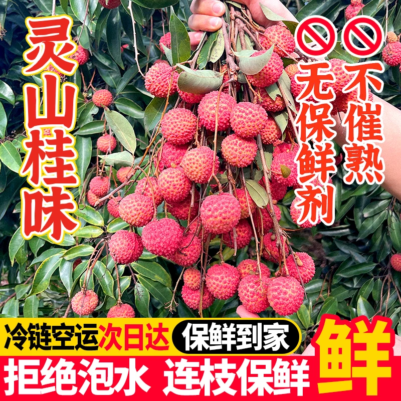 【10斤】广西灵山桂味荔枝当季岭南水果【农家直销】空运冷链坏果包赔