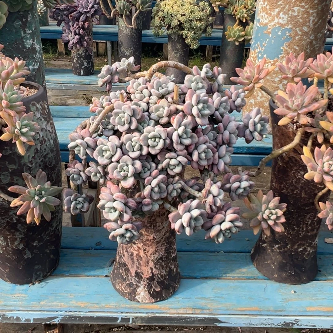 精品红洛神妖桩 裸肉