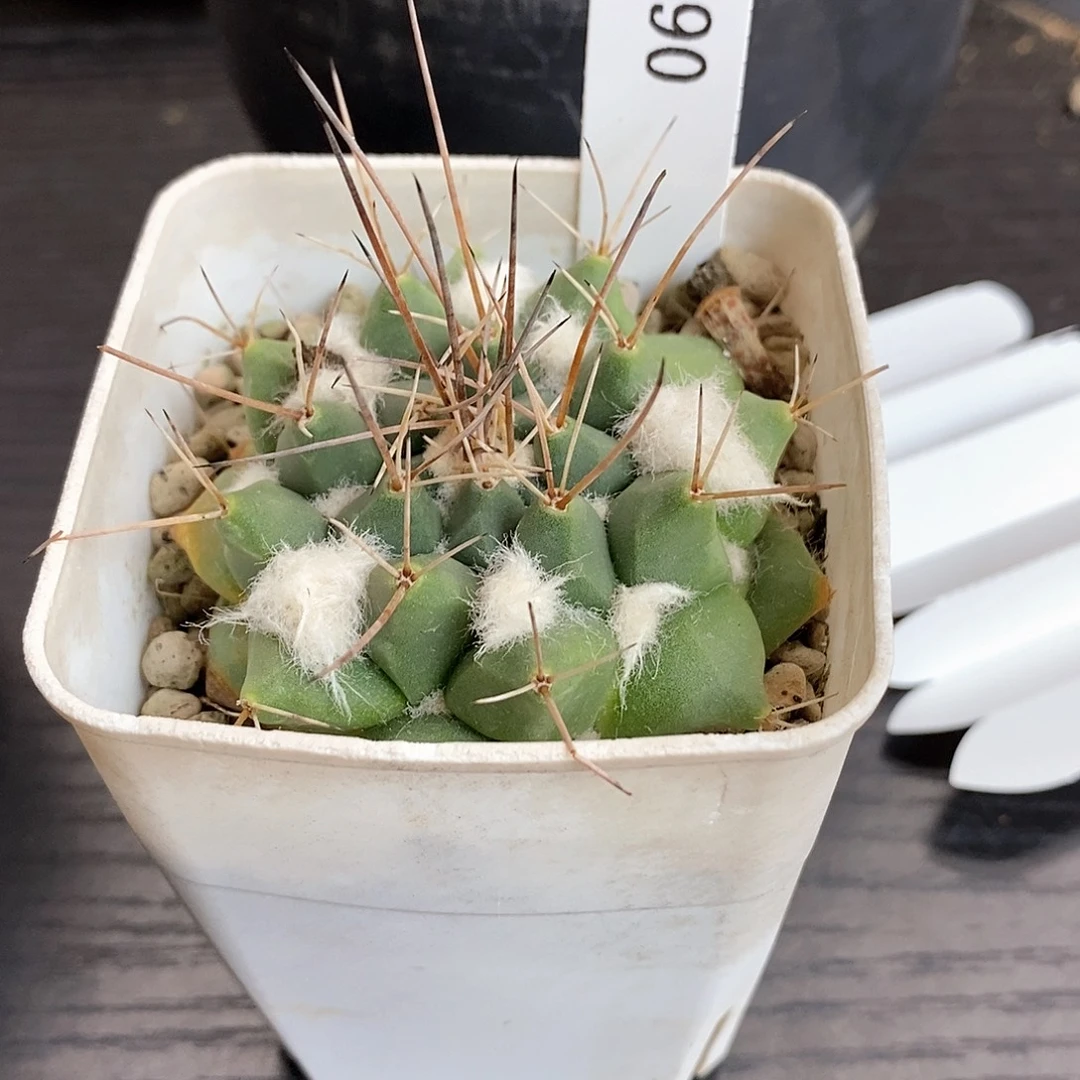 咔***咔G1190花油专拍仙人球开花
