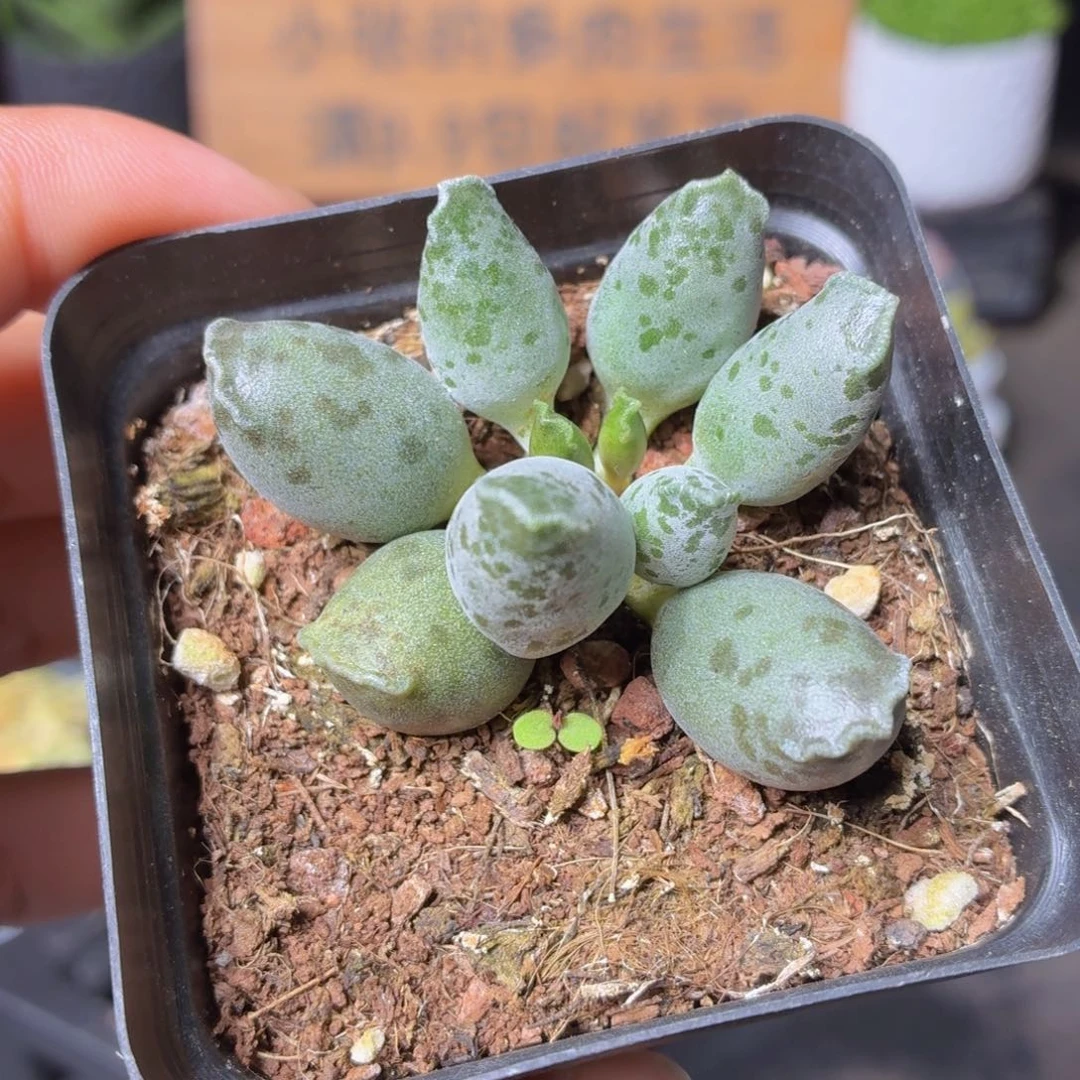 海豹多肉9.9包邮发货