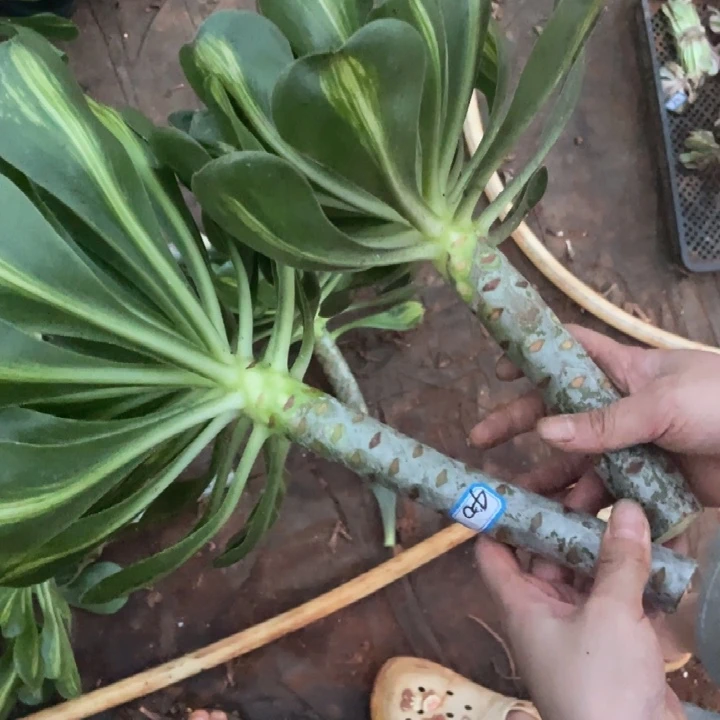 活***好40，燕子中班大砍头2个