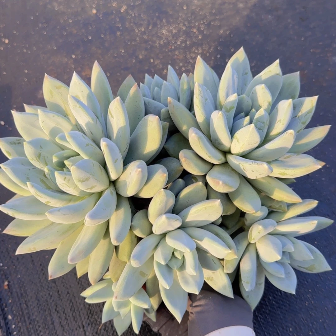 月***面多肉植物多肉植物